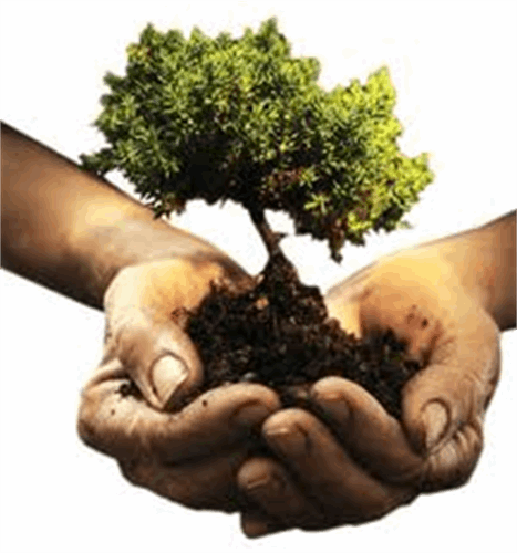 کاشت درخت در روز درخت کاری