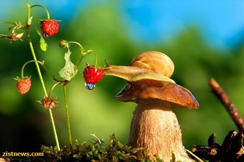 زیبایی های کوچک جهان(+عکس)