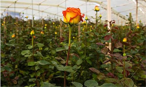 رونق صنایع در یزد با توسعه ارتباطات روستایی