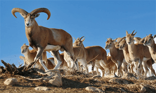 احیای گونه‌های زیستی در پناه توسعه ارتباطات روستایی